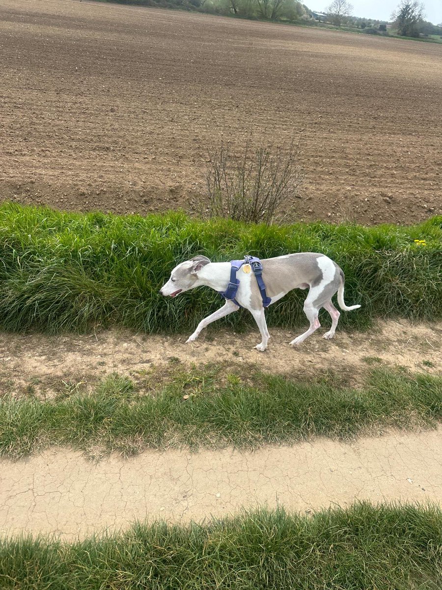 millypod1's tweet photo. 🆘1 OCT 2026 #Lost Vinnie #ScanMe
Whippet Male Nervous Dog (do not chase)
Magog Downs #Stapleford #CB22
#Cambridge South #Cambridgeshire
He went missing at the Magog Down but was last seen by Stapleford Wreck, we think he may be around that area.
https://t.co/w0R6fJOaW1 https://t.co/3nObF9yi6m