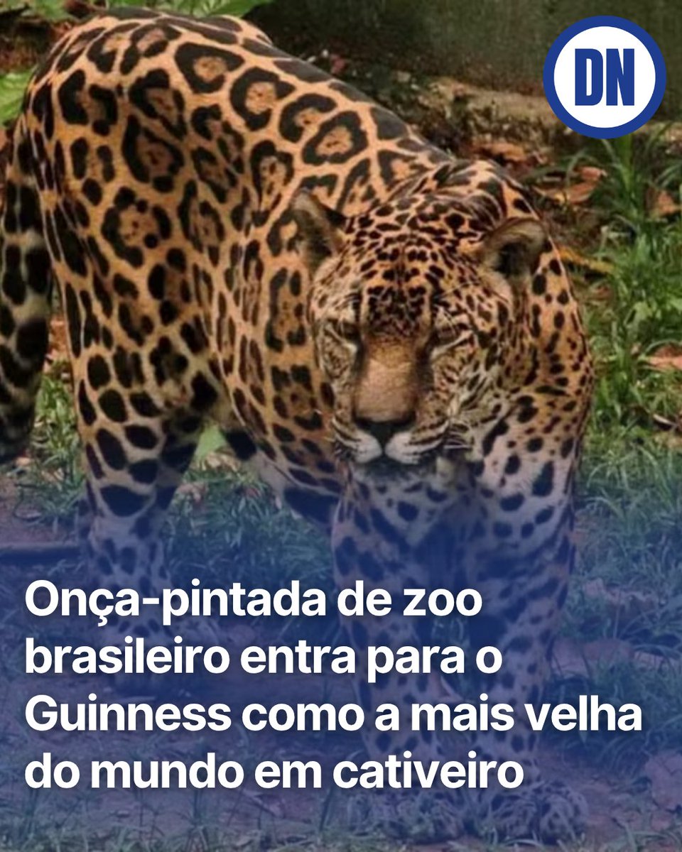 RedacaoDN's tweet photo. Ao atingir os 25 anos e 90 dias de idade em 9 de junho deste ano, a onça-pintada Guardião, que vive no zoológico do Centro de Instrução de Guerra na Selva (CIGS), em Manaus, se tornou a onça-pintada mais velha do mundo em cativeiro, de acordo com o Guinness World Records, autoridade global que cataloga e verifica recordes mundiais.