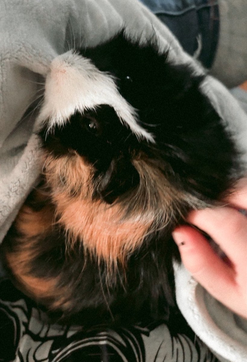 tinystarpup tweet picture
