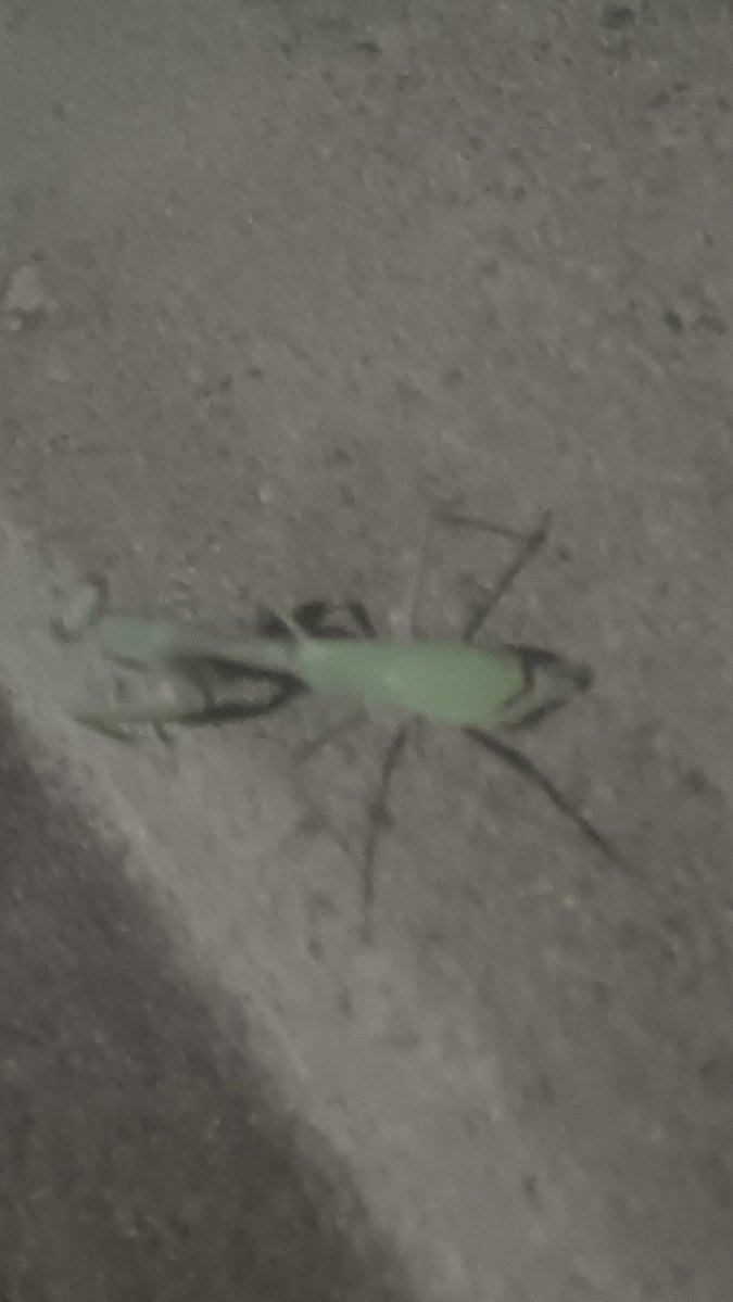 Kosndylus's tweet photo. Late night mantis sighting
#bugtwt https://t.co/x0PYjTKafy