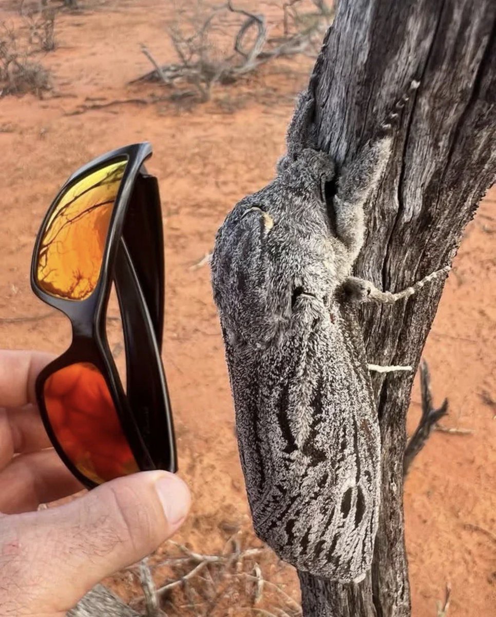 more_meat_loaf's tweet photo. Moths were the apex predator before Thomas Edison invented the light bulb as a defense against moth attacks https://t.co/YOJswKo7wl