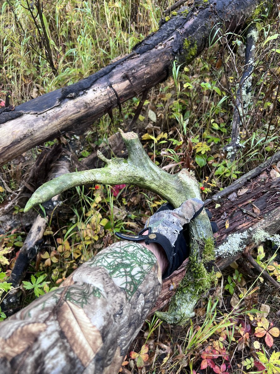 bushcamp2's tweet photo. Found this monster whitetail antler.  It’s a few yrs old but it’s a monster!  Can’t get my hand around the base. https://t.co/c5jhs5H5eS