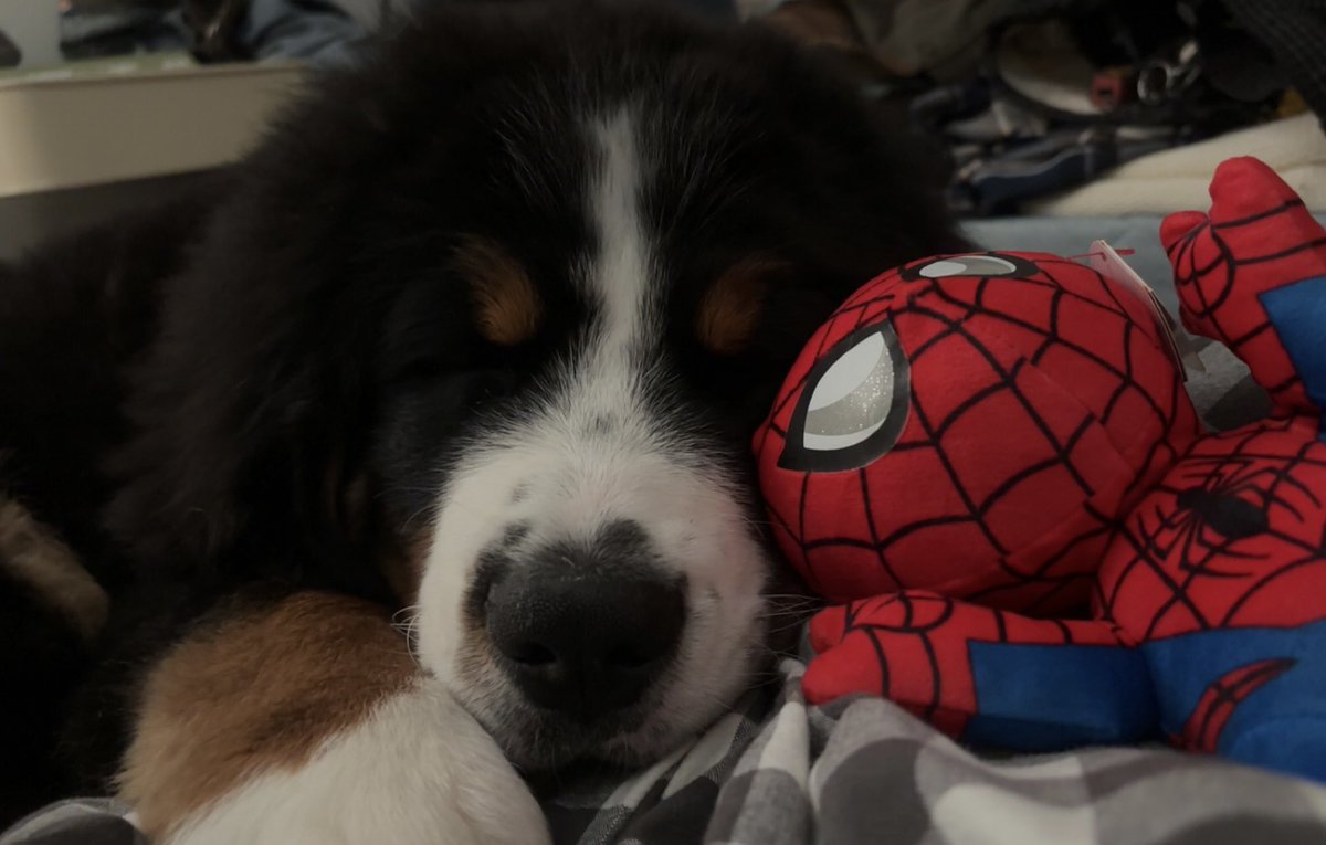 spideysirl's tweet photo. 🐾🕷️🕸️ https://t.co/zF5ogJ5Tdl