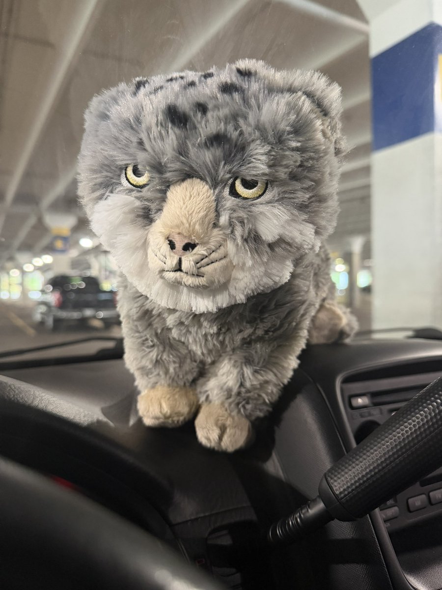 _lewdi's tweet photo. Manul acquired… billions must smile https://t.co/yUEbxYogP1