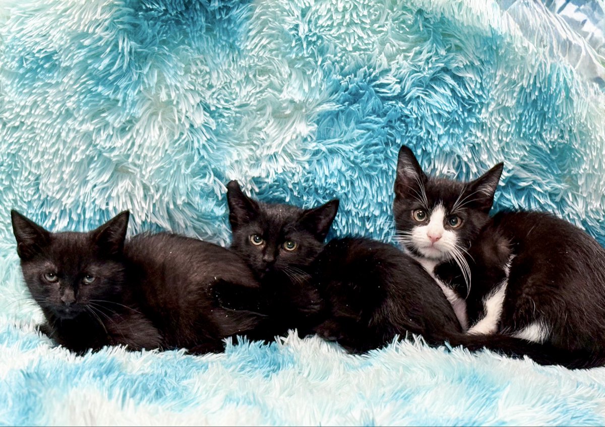 ubezh777's tweet photo. Котята ищут дом🙏🐱
Вельвет, Мандрагора и Лунтик❤️
Два братика и серьёзная сестра😼
Парни спокойные, ласковые, девочка с характером, смешная😽
Кошачьим деткам очень нужен дом🏠
#котята_убежище
СПб, БФ «Убежище»
+7-906-259-34-88 https://t.co/GXbB4wY4iJ