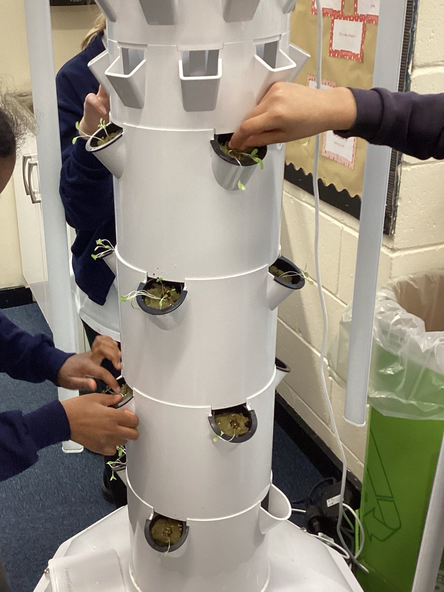 Nonsuch_School's tweet photo. Gardening Club prepared our @RethinkFoodUK 'plant dalek' and then transplanted our healthy lettuce seedlings.We will watch their progress over the next few weeks as they grow for our school lunches! 🥬 We also picked ripe tomatoes &amp; chives,which we took home to enjoy!🥗#gardening https://t.co/VaqRiMO4ti