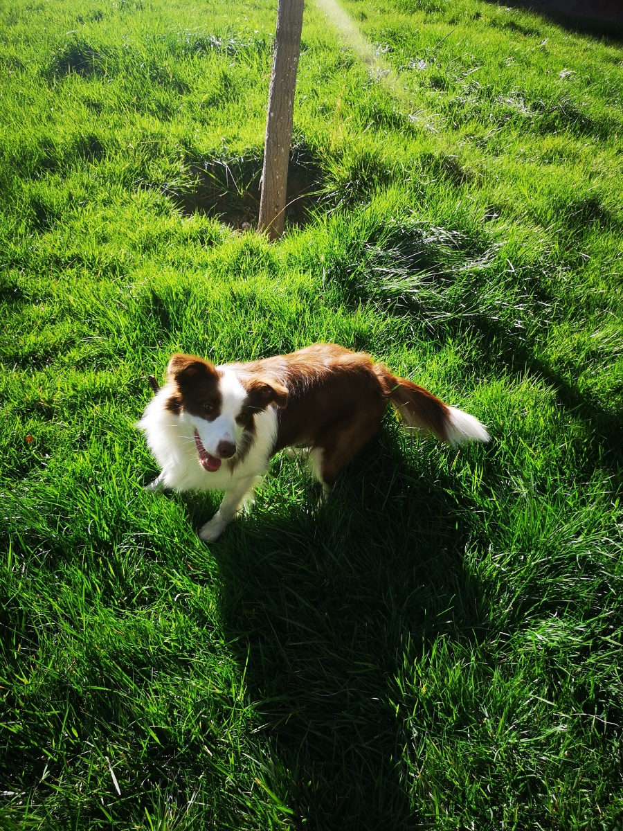 KylieAberdiyii's tweet photo. Mi perro Luna ya corre sin apoyo a los 3 meses! Cada día crece más juguetona y llena de vida, el mejor regalo que me pasó! https://t.co/XGQm7iV0WH