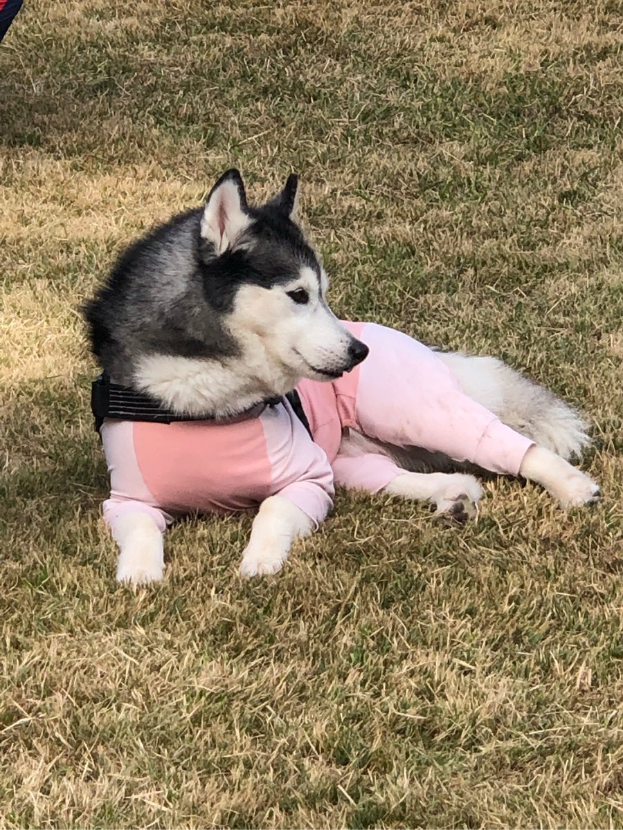 LillyBellbc's tweet photo. Mira cómo crece mi pequeo perro! De un cachorrito tembloroso a un amigo juguetón, cada día es un regalo https://t.co/FM5DcuJDcC