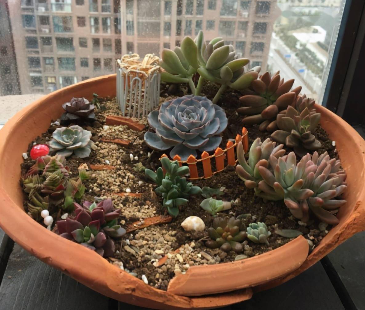 LolaHadriaai's tweet photo. Transformé una lata de metal vieja en una maceta decorativa perfecta para mis suculentas de balcón. #ReciclajeCreativo https://t.co/U6hUrSWOAc