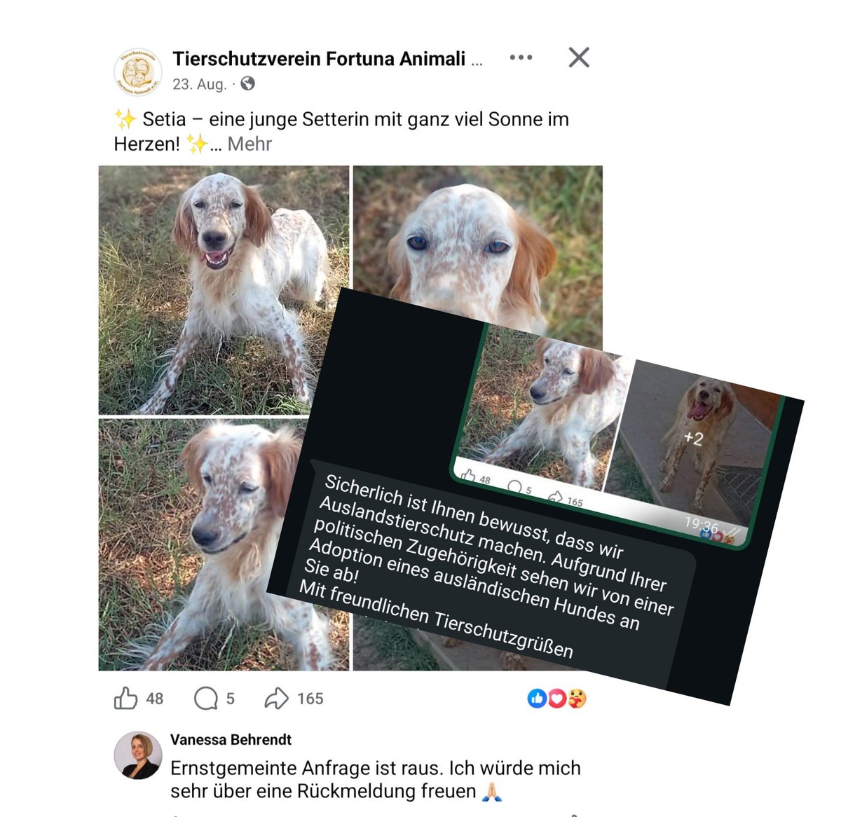 MdlBehrendt's tweet photo. Da lässt man einen ausgewachsenen Hund lieber in einem italienischen Tierheim versauern, anstatt ihn an eine AfD-Politikerin zu vermitteln, bei der er gemeinsam mit anderen Tieren ein liebevolles Zuhause gehabt hätte. Traurig, wenn politische Gesinnung wichtiger wird als eigentlicher Tierschutz! Was für eine Schande.