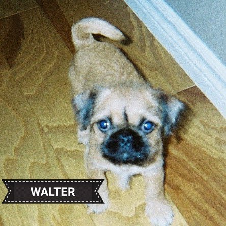 missChris222011's tweet photo. Today is mines and 😇 Lincoln's gotcha day ❣️ we were 2lb fluff balls when we went home with ours furever family 15 years ago ❤️#Walterpugzu https://t.co/zVuKm28D8Q