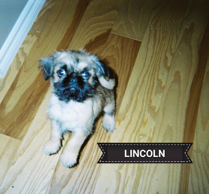 missChris222011's tweet photo. Today is mines and 😇 Lincoln's gotcha day ❣️ we were 2lb fluff balls when we went home with ours furever family 15 years ago ❤️#Walterpugzu https://t.co/zVuKm28D8Q