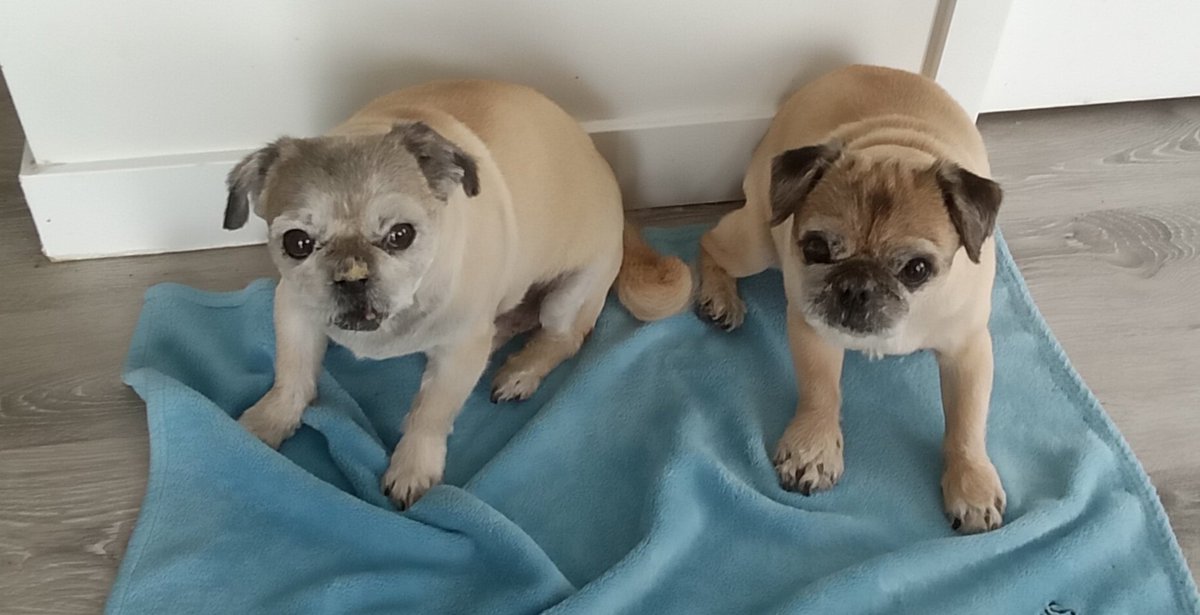 missChris222011's tweet photo. Today is mines and 😇 Lincoln's gotcha day ❣️ we were 2lb fluff balls when we went home with ours furever family 15 years ago ❤️#Walterpugzu https://t.co/zVuKm28D8Q