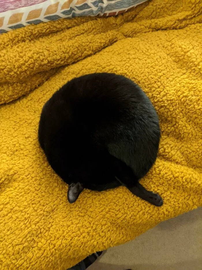LillianDunaaeq's tweet photo. Mi gatito de 200g ya pesa 2kg en 3 meses, crece demasiado rápido y llena mi hogar de alegría! https://t.co/DzLhagz2ZC