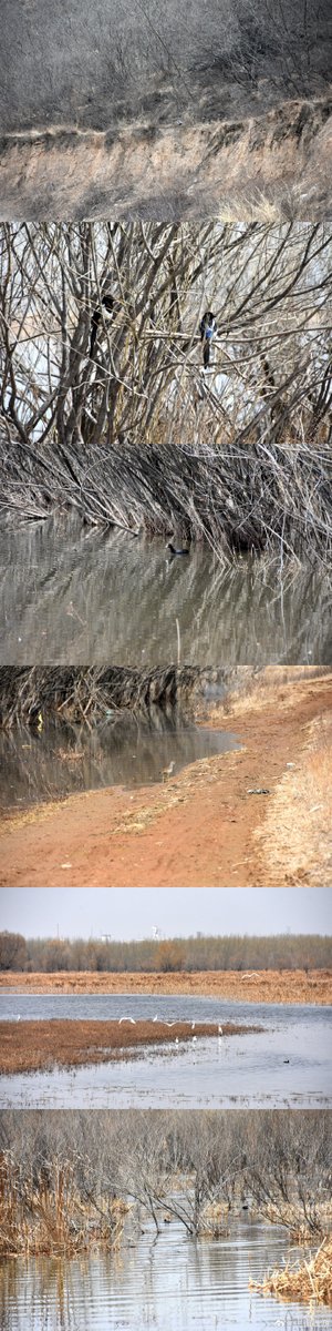 clux_vn11896's tweet photo. I met a mysterious person, his story is like a drifting duckweed in a dried-up riverbed, carrying a sense of desolate and wild loneliness. https://t.co/PJ7WFZrMHe
