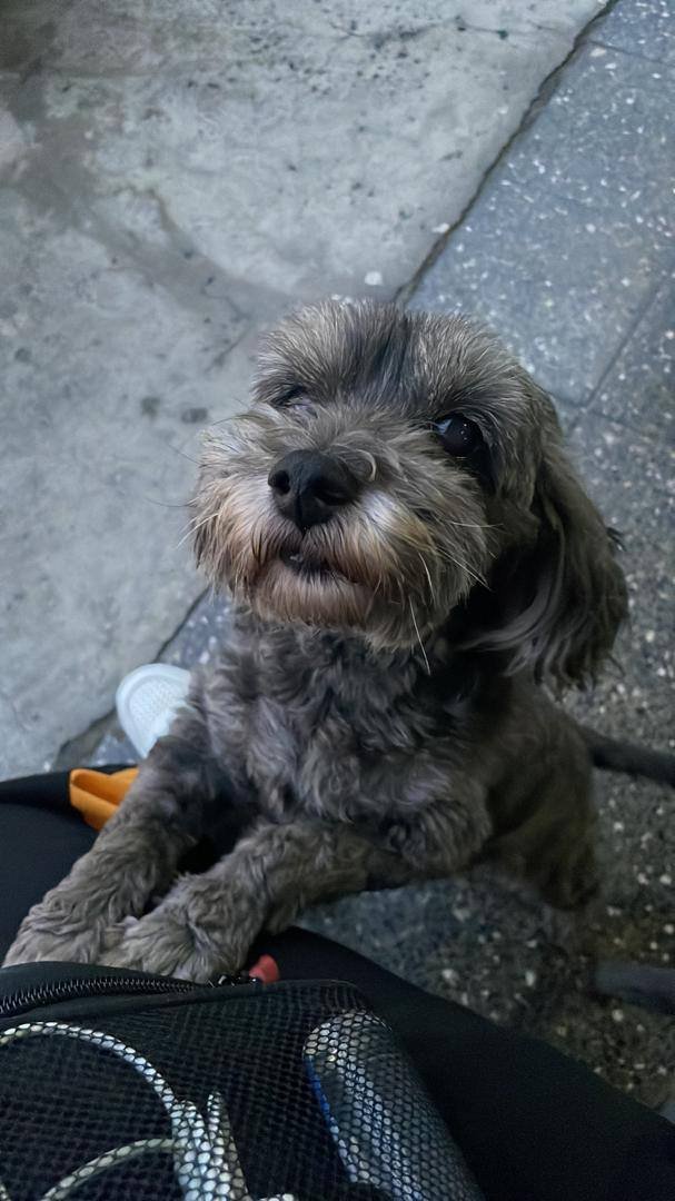 MarvinBeisbol's tweet photo. 🚨 Atención:

"Se busca ⚠️ última vez vista el día de ayer en los alrededores de la plaza O’Leary 
Es una perra Poodle gris oscuro Se llama Frida y viejita y cariñosa" https://t.co/UrkHZkEjzZ