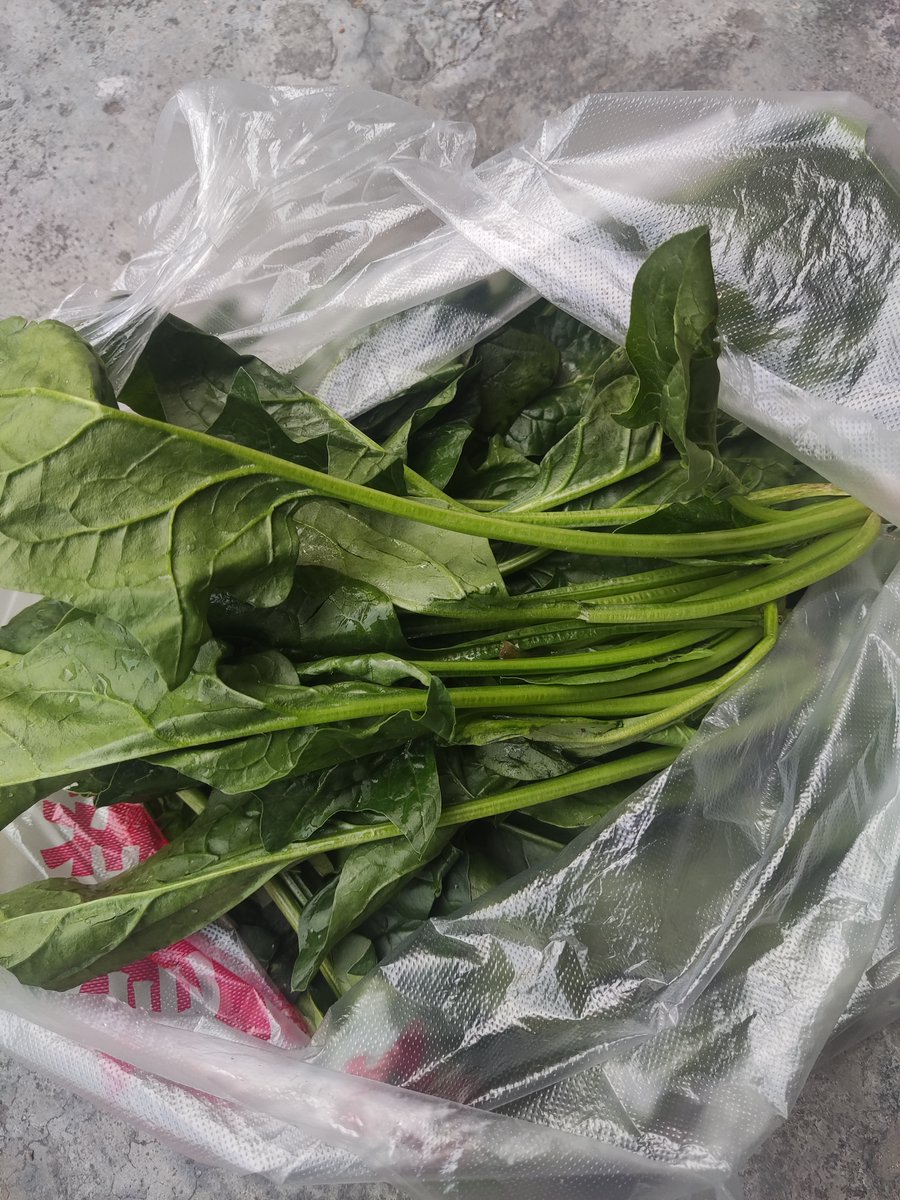 ArielJerom4b's tweet photo. Esta espinaca fresca de mercado local es increíble: crujiente, sin hongos, y lista para cocinar o comer cruda. Sabor auténtico, totalmente recomendada para ensaladas o guisos!， https://t.co/oOVwpS5iTs