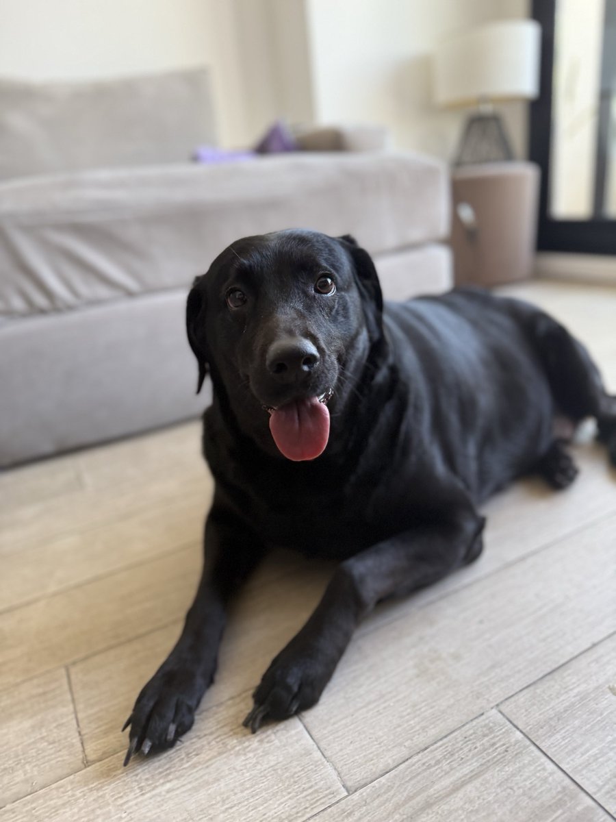 doruigar's tweet photo. Esta belleza está en tránsito esperando que la adopte una familia pero nadie pregunta por ella 💔😭 Me ayudan a difundir? 
📍CABA - contacto: 1165323997 https://t.co/lUlZqGusfn