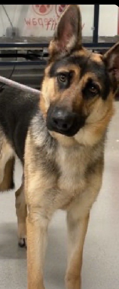 KellyG581976179's tweet photo. 🚨Critically Urgent-Foster critically Needed in the Northeast anywhere  from (Virginia to Maine)‼️

Beautiful , 10 month old,  GSD Chasey is now under kill command in  NYC‼️   He is said to be , Housetrained, smart, affectionate, young & beautiful. Wary w/ strangers, gentle w/ kids, neutral w/ dogs. Loves hide & seek, fetch & toys.  He was surrendered due to his owner, not having time for him anymore.

A foster is desperately needed in the Northeast so that a rescue can pull him .  He can be killed today!!  If you can Foster Chasey , please DM @Notthesameone2 now .

Fostering is free through a rescue. 

Please share Chasey to help him find his hero and fast🙏

#Virginia #GSD #Maryland #Delaware #Pennsylvania #NewJersey #NewYork #Connecticut #RhodeIsland #Massachusetts #NewHampshire #Maine
