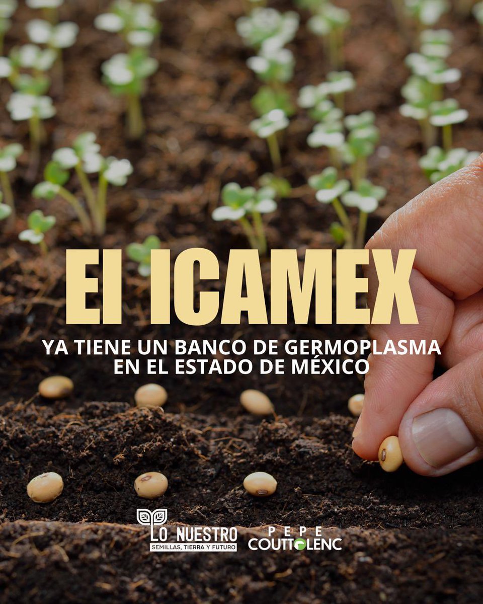 pepecouttolenc's tweet photo. Nuestro futuro ya se está guardando en el #EdoMéx… ¡El ICAMEX resguarda semillas de 117 especies distintas! 🌱👀

Desliza y descubre por qué queremos que esta iniciativa llegue a todos los municipios. 👉🏻💚

#octubreenalfa https://t.co/wEyEopC42l
