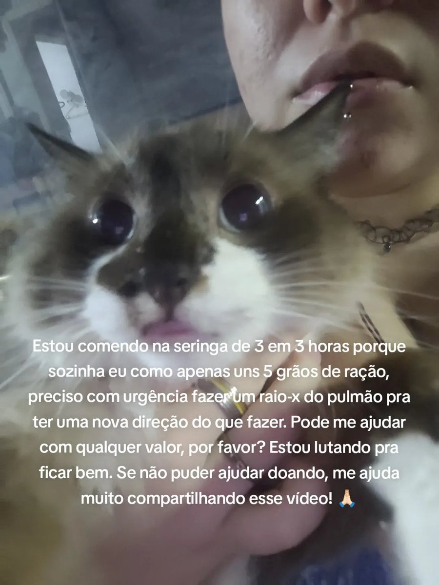 dracarysvic's tweet photo. Vou encher meu perfil de pedido de ajuda pra minha gatinha, porque estou acredito que vai dar certo e vamos conseguir ajuda pra ela 🙏🏻 Estou no desespero e tentando explicar direitinho as coisas, ela é nossa neném, precisa ficar bem, ela está lutando demais! https://t.co/K064wUeppE