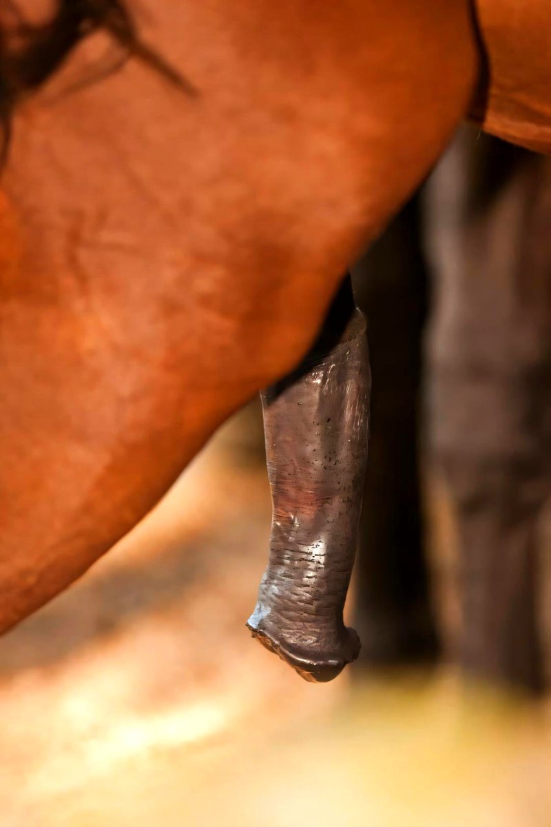 mummyzooss's tweet photo. Nature 🙂⭐ 
Retweet if you love horses 🐎🤠 
📸DM on Zangi to access my premium taboo contents ❣️
https://t.co/5IeLb2Wdz8 https://t.co/tUpyiumoqL