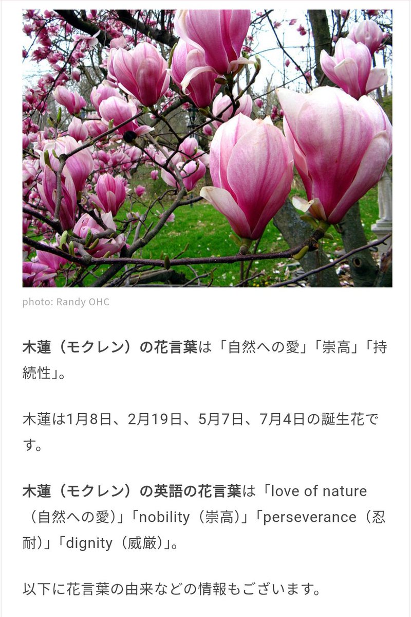 Op_MagnoliaX's tweet photo. #Magnolia #マグノリア
In Japan, Magnolia (木蓮 • Mokuren) is associated with a love of nature, nobility, and persistence. 🪷🤍
Interestingly, its English flower meanings include “perseverance” and “dignity” too.
It feels so fitting for Magnolia ✨️ https://t.co/WeJJ0jKHkw