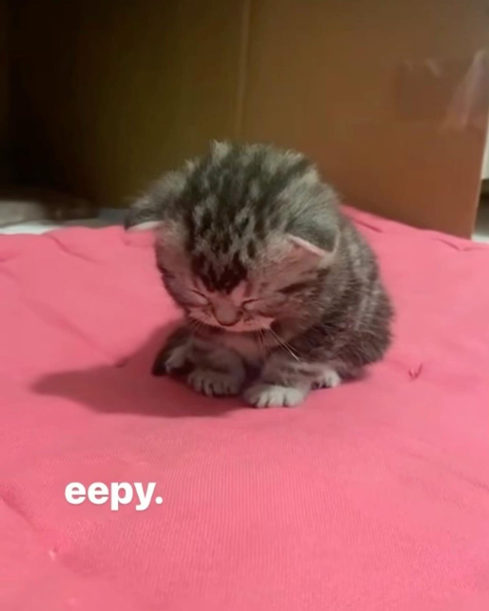 PunchingCat's tweet photo. https://t.co/XTJQgp7r79