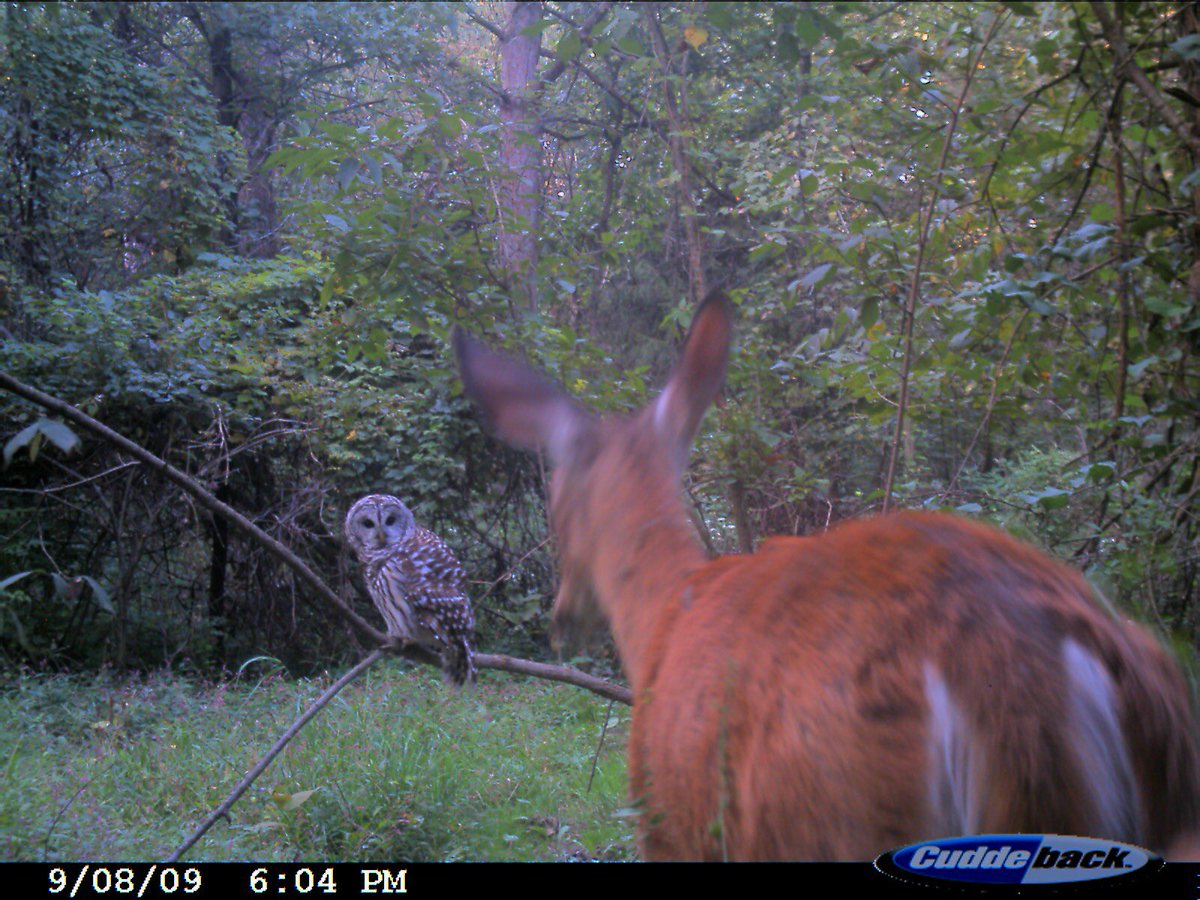 Trail_Cams's tweet photo. https://t.co/7VMBR7uCs7