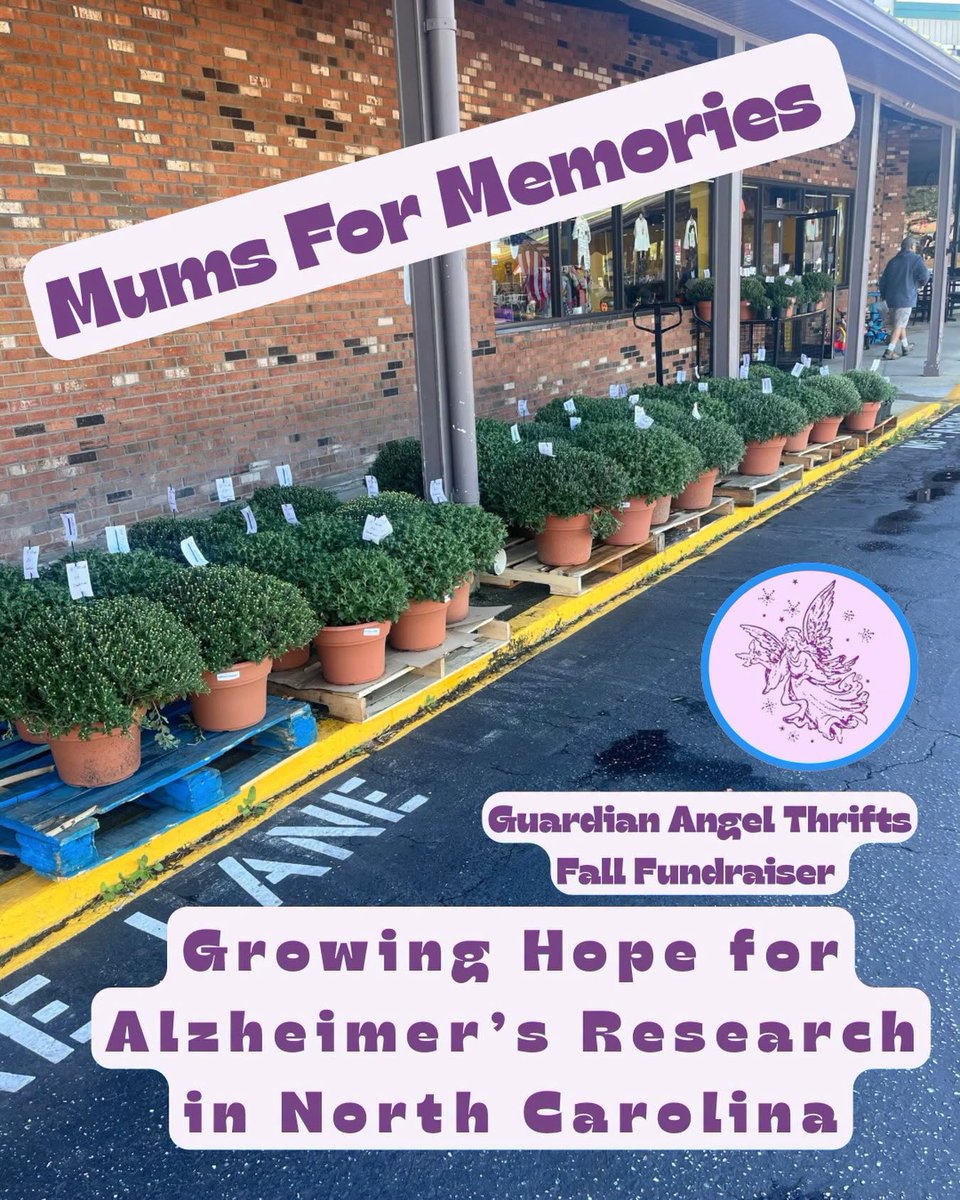 Angels4Alz's tweet photo. Our Fall Mums Sale is happening now!
100% of the proceeds from these beautiful, locally grown flowers directly fund critical Alzheimer’s research right here in North Carolina.
• 8-inch: $10
 • 12-inch: $24 
• 14-inch: $28
Help us bloom a brighter future together! https://t.co/QqMpr0vLtE