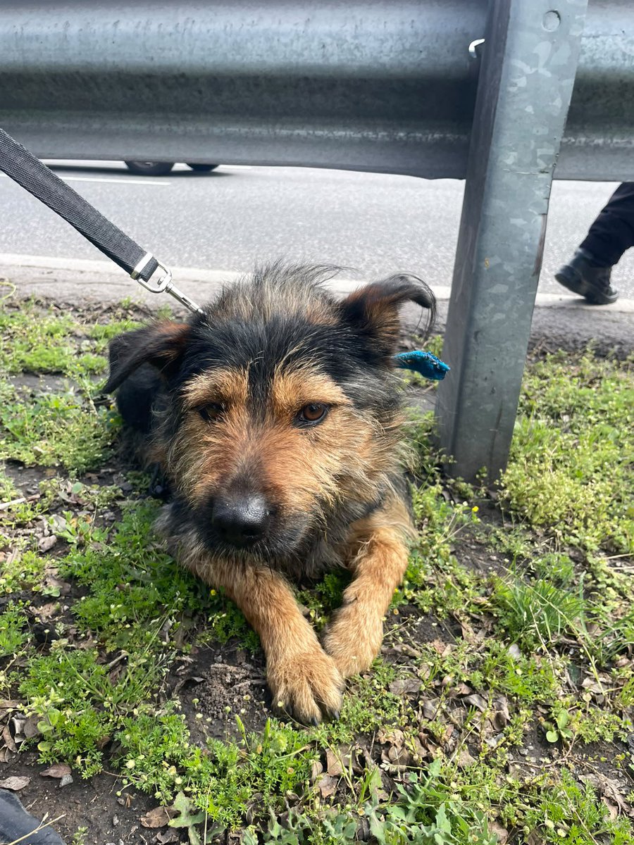 papaderabanito's tweet photo. Encontramos este perrito asustado en la gral paz y lascano, versalles, lo tenemos retenido, necesito encontrar a los dueños, o alguien que le de transito x favor...
RT https://t.co/wMWpsKynhd