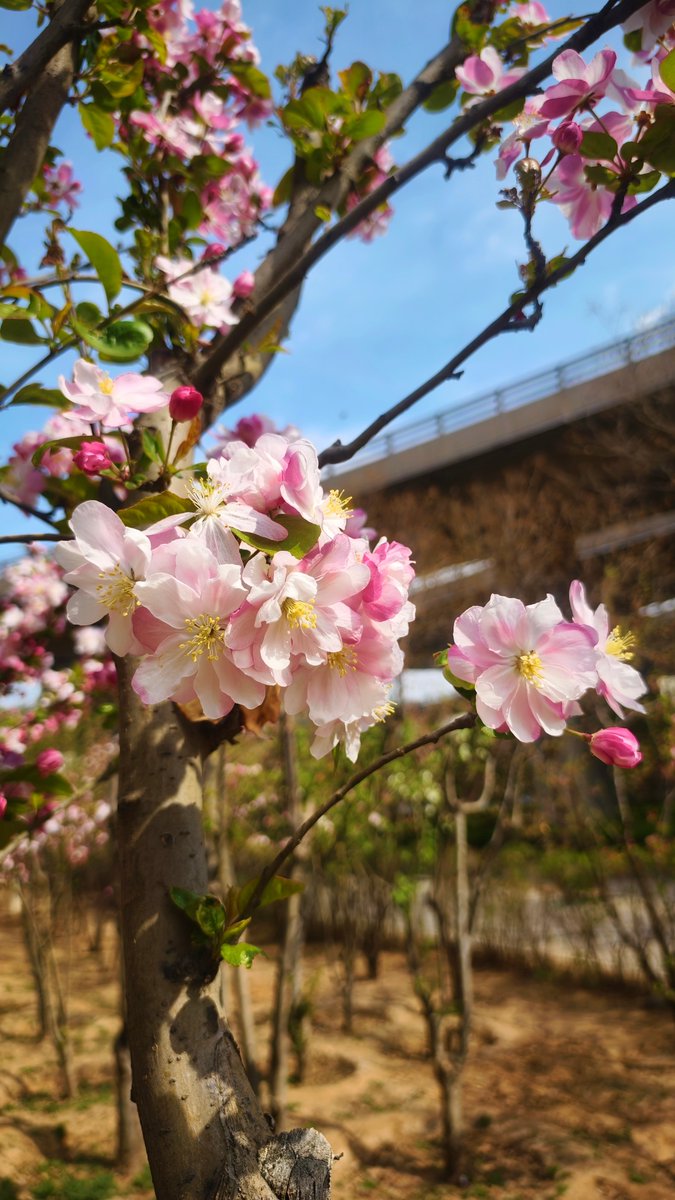 angelduasi's tweet photo. I’m Ao Kou You Que, excited to share this beautiful day with you all! https://t.co/CqMINX5JJN