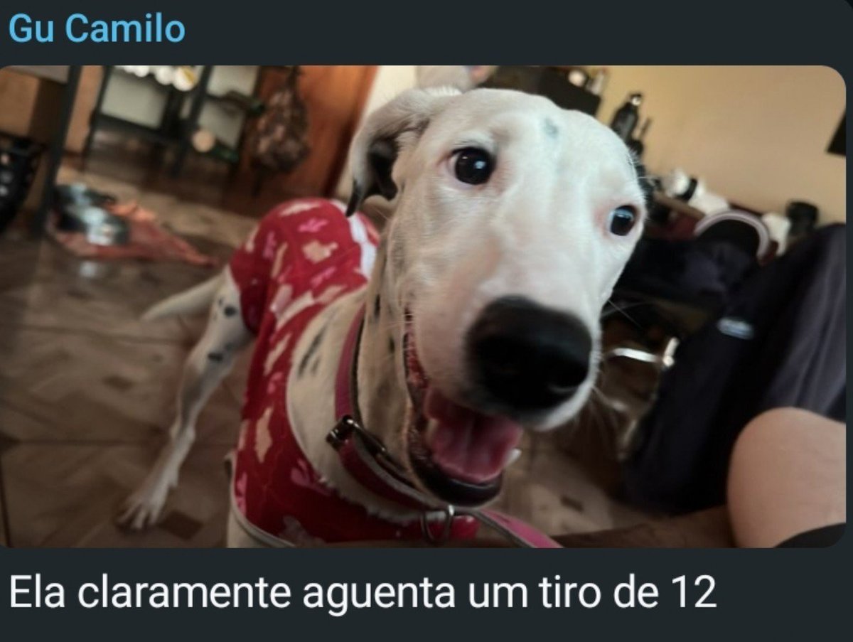 D4M3TT0's tweet photo. Ela claramente aguenta um tiro de 12 https://t.co/MjKUDvxOmA