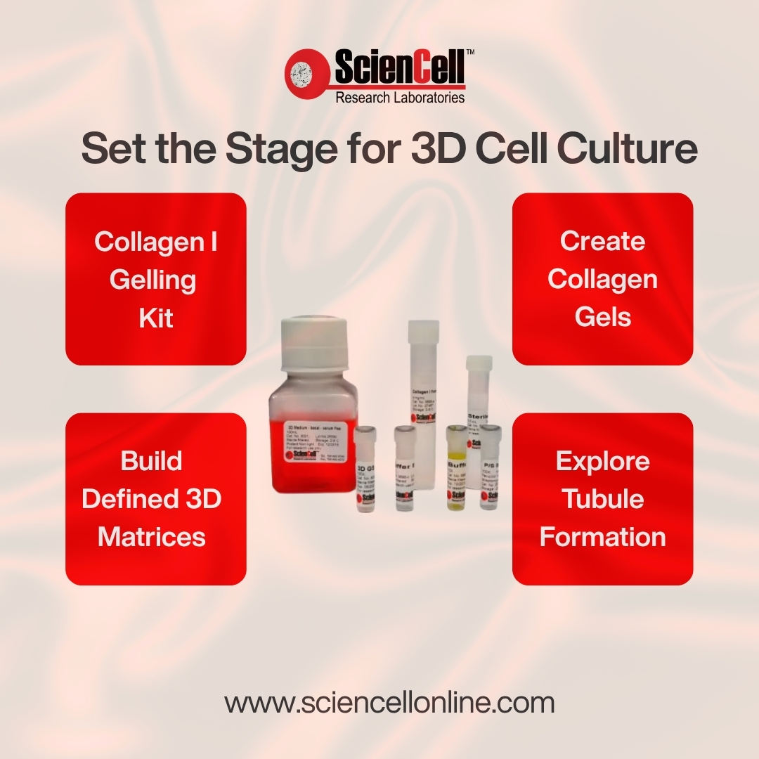 sciencell's tweet photo. What tools can help researchers build collagen-based 3D cell culture models?

ScienCell’s collagen I–based kits support the preparation of homogeneous gels, defined 3D matrices, and embedded endothelial tubule-formation studies. https://t.co/YA8HSOeiGn