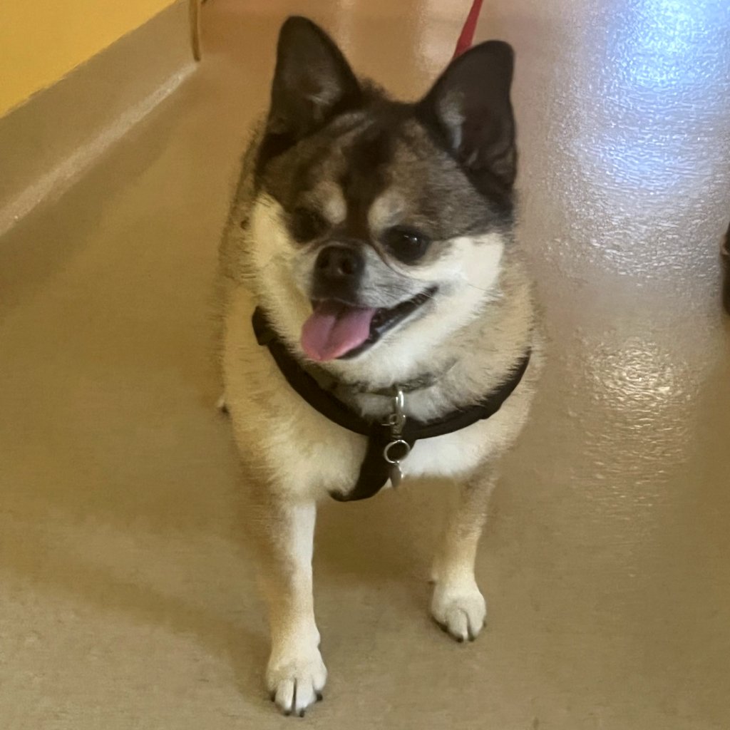 animalkeepersd's tweet photo. Tito is checking out with a 5-star smile!
https://t.co/2WHONxHbfR
#tito #5star #fivestar #five #doggo #checkingout
#dogstay #dogboarding #petboarding #boarding #sd #sddogs #sdpets #sandiego #sandiegodogs #sandiegopets #encinitasdogs #encinitaspets #delmardogs #delmarpets https://t.co/mAiRraOEO7