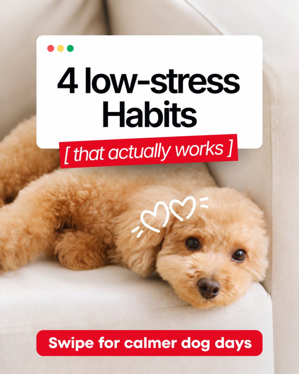 threadcbd's tweet photo. Calmer dog days can start with simple habits.

Regular walks, playtime, mental stimulation, consistent routines, and thoughtful wellness support can all play a role in everyday pet care.

Save this for later.

#threadcbd #dogwellness #petcare #dogparents https://t.co/r1SdK2yGzT