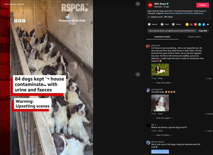 clclclclclcl8a's tweet photo. Just found this crazy narrative that’s going ultra viral on TikTok right now.

84 dogs were rescued from a house in the UK by Royal Society for the Prevention of Cruelty to Animals after being found living in horrific conditions, surrounded by urine and faeces.

Now the story is resurfacing, and one by one, the people who adopted these dogs are posting them on TikTok, showing how they survived and what their lives look like today.

Every new video adds another dog, another story, another piece to the lore and they’re pulling insane engagement.

They became known as the 84.

Donating all fees to Royal Society for the Prevention of Cruelty to Animals who saved them.

check some of the viral tiktok videos:
https://t.co/O55c2EEMu6 https://t.co/5PK0pThF1B https://t.co/eelGvHkcfF https://t.co/6UQQpcEWg5