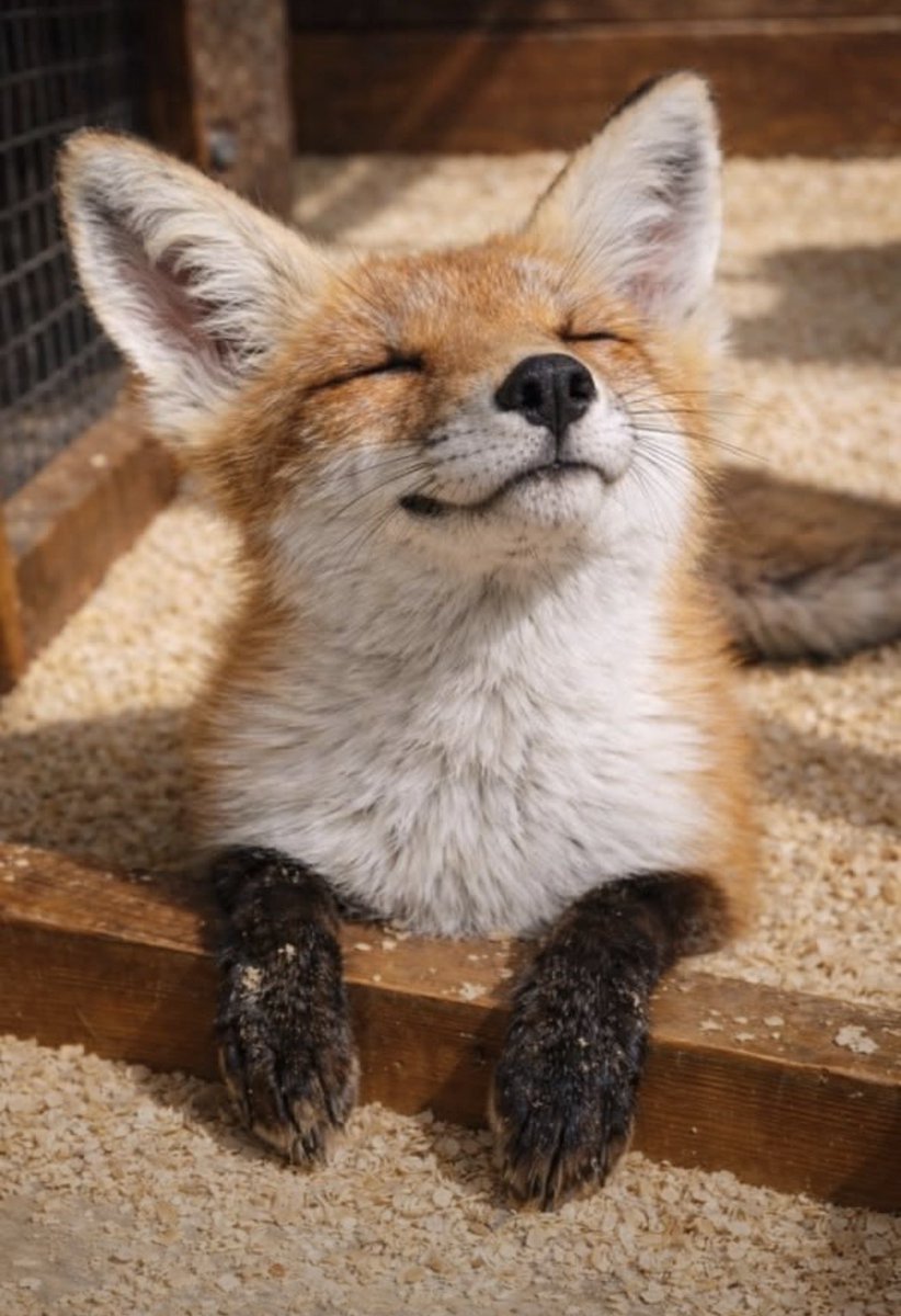 TheFoxLover19's tweet photo. @t1000_polyalloy https://t.co/8XrgrYCXeZ