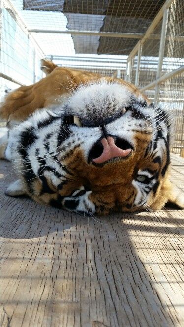TigrisAksana's tweet photo. oughhh college has me so tired https://t.co/VKv19mkjrD