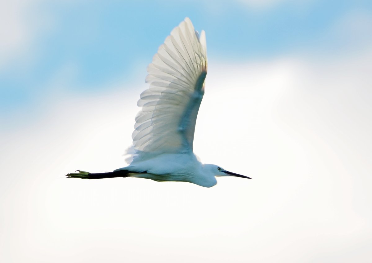 uraniwa4001's tweet photo. ご近所の鳥さん。#コサギ です。
飛ぶ秘密。翼の構造美。
9/22 6:00撮影。
#野鳥 #OLYMPUS #OM1 https://t.co/2BAu2aluFO