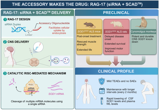 CellStemCell's tweet photo. The accessory makes the drug: ASO-delivered siRNA enters the human CNS for ALS dlvr.​it/TVkmNC https://t.co/cF7dT2yMiX