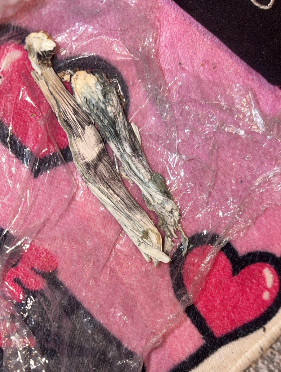 angeldustssx's tweet photo. omg omg shrooms 😍
#drugtwt #mushroom #trip #trending https://t.co/Tgdo0xvGjO