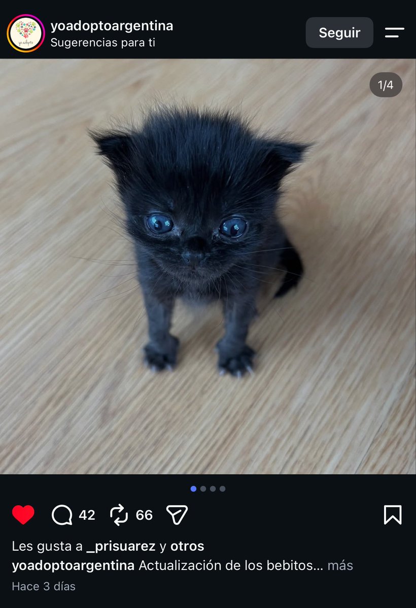 kuramgs's tweet photo. no puedo mas no entienden el vacío q siento por no poder tener un gato y entro a ig y me encuentro con esta pelusa https://t.co/nK3T6svcZJ