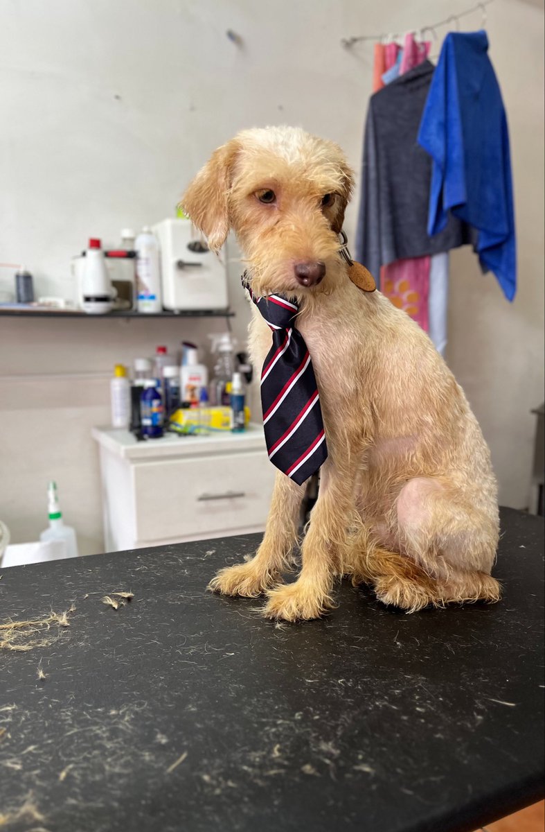 HELA_MORE's tweet photo. También le tocó a Polito estética.

Él también es hijo de África y Harry.
Recuerden que está en adopción.
Estamos en CDMX. https://t.co/pxcbSvxYT8