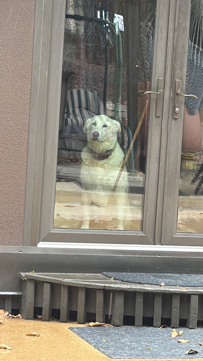 NelsonFlynnUSN's tweet photo. My baby is worried for me because I’m sitting outside in the rain.🤣❤️🥰 https://t.co/QQcu4IYNPE