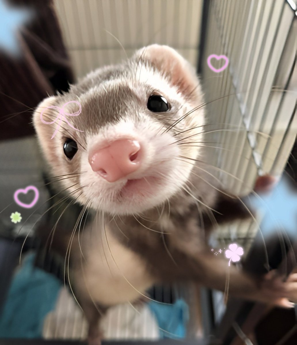 karuumiko's tweet photo. 𓈒ּ֯݁ ☐ 💭      hea𝓇t    ⭐  ᣟ݂   ♡‧₊  

Miren a mi pequeña bebé, se llama Cherry 🤲🏻   ⁰ᨵᩥ⁰ᣟ݂⠀⠀⠀⠀ https://t.co/bkEn5bVE0s