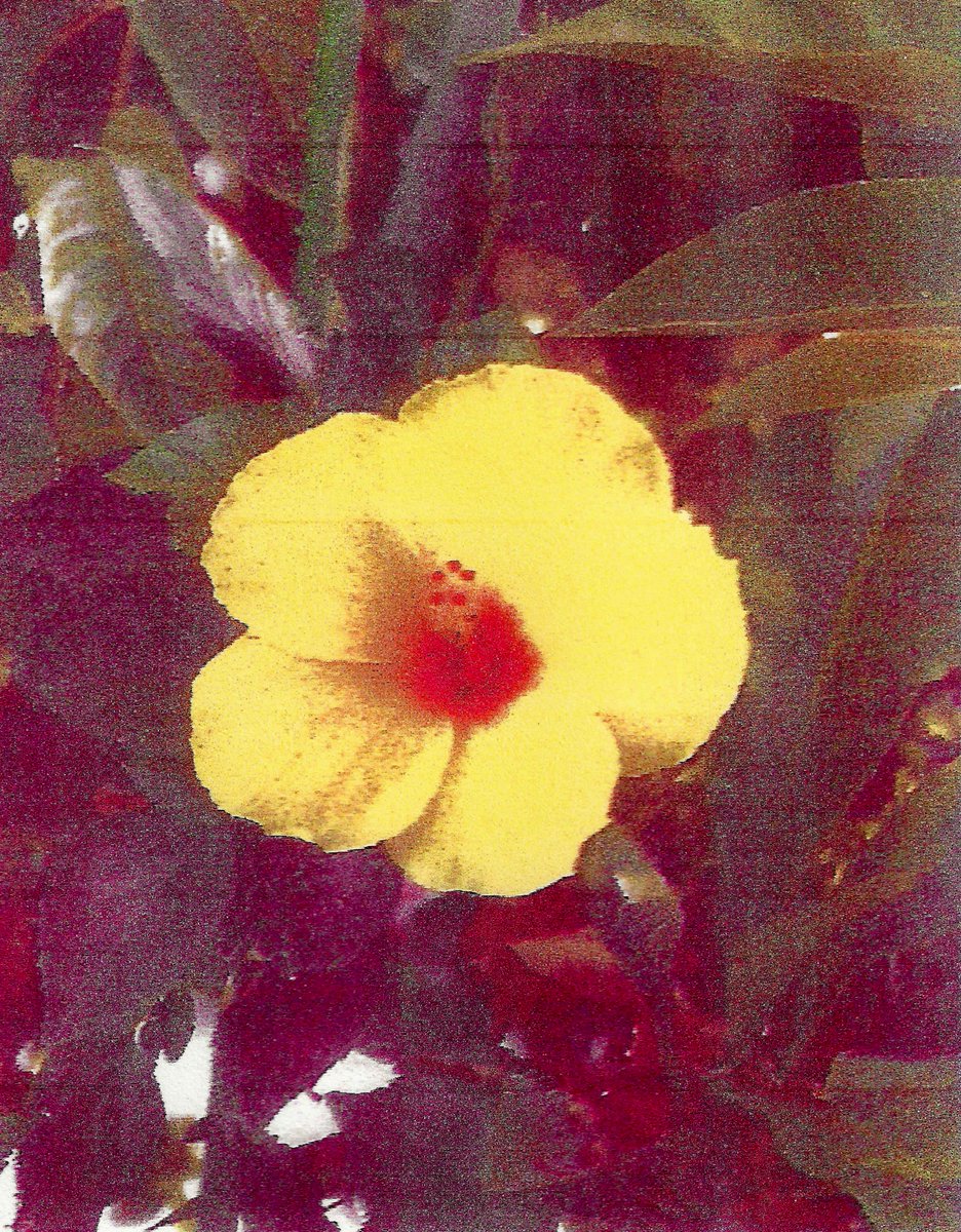 danghentschel's tweet photo. Flower Shot on Iphone Printed + Rescanned several times https://t.co/FhZN6mwr6c