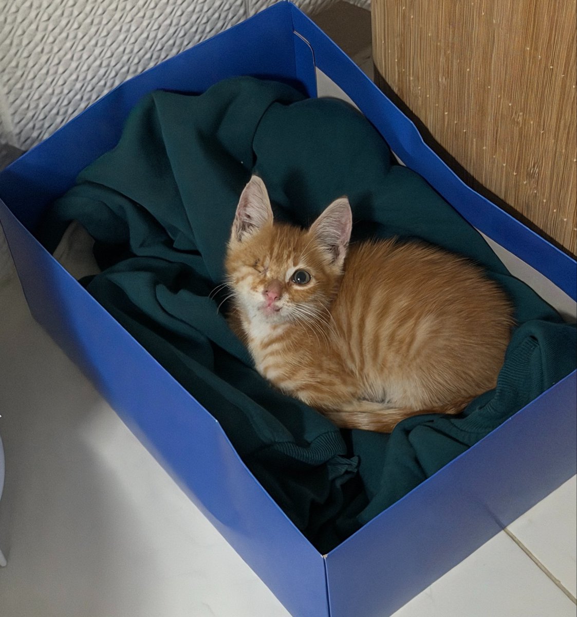 kedyeva's tweet photo. Sevgiyle çok çok daha güzelleşecek olan yavru yuva arıyor. Sokakta büyük kediler dövüyor 🥺 istanbul çekmeköy https://t.co/sp7DkFJAbo
