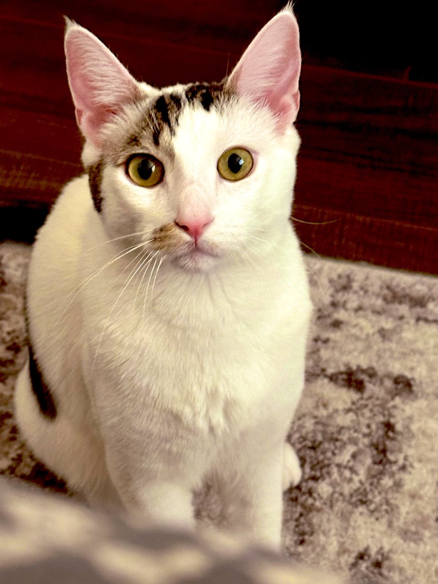BBQbee's tweet photo. Birthday Boy 🎉 https://t.co/F276oSHoE5
