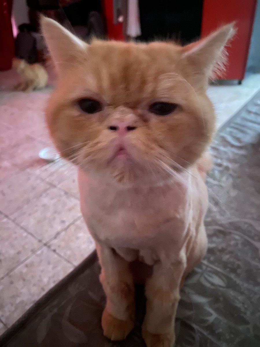MeowSukkar's tweet photo. He’s finally resting peacefully after taking his meds today 🐾

Sukkar turns 5 in just 9 days, and all I can think about is his surgery on Tuesday. I'm so scared, I just want my baby to be safe.

Please send Sukkar your love and prayers. He needs all your good thoughts 🙏 https://t.co/YLPMQIHB0i